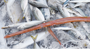 魚
